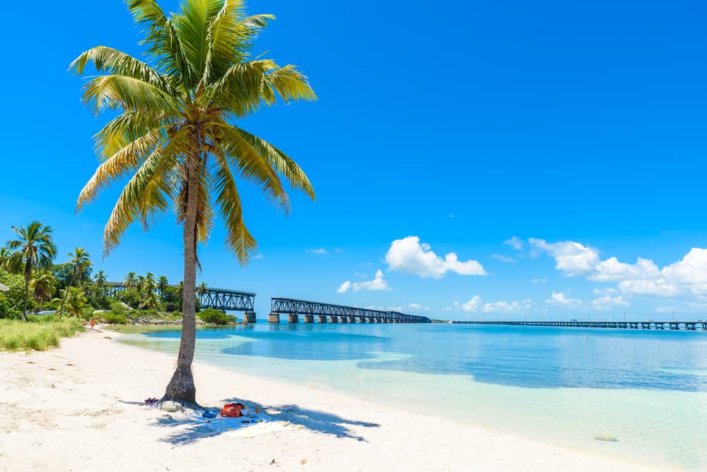 A single palm tree overlooking the Bahia Honda State Park beach with the old and new bridges in the background.