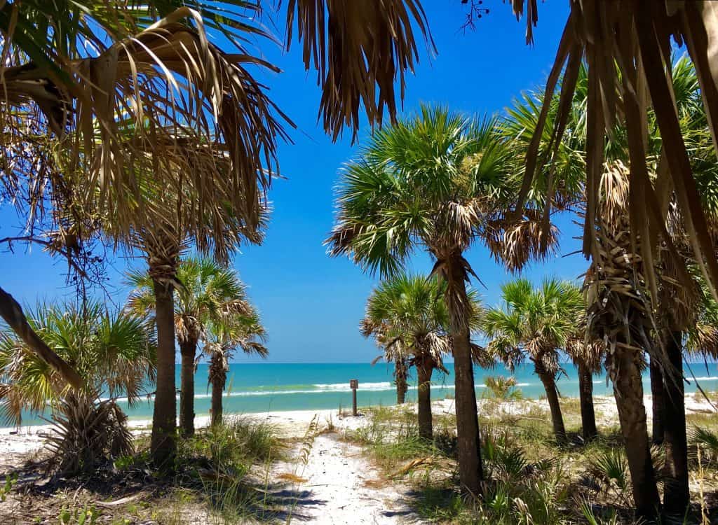 View of the palm tree lined sand and turquoise water at Caladesi Island one of the best secluded beaches near Tampa