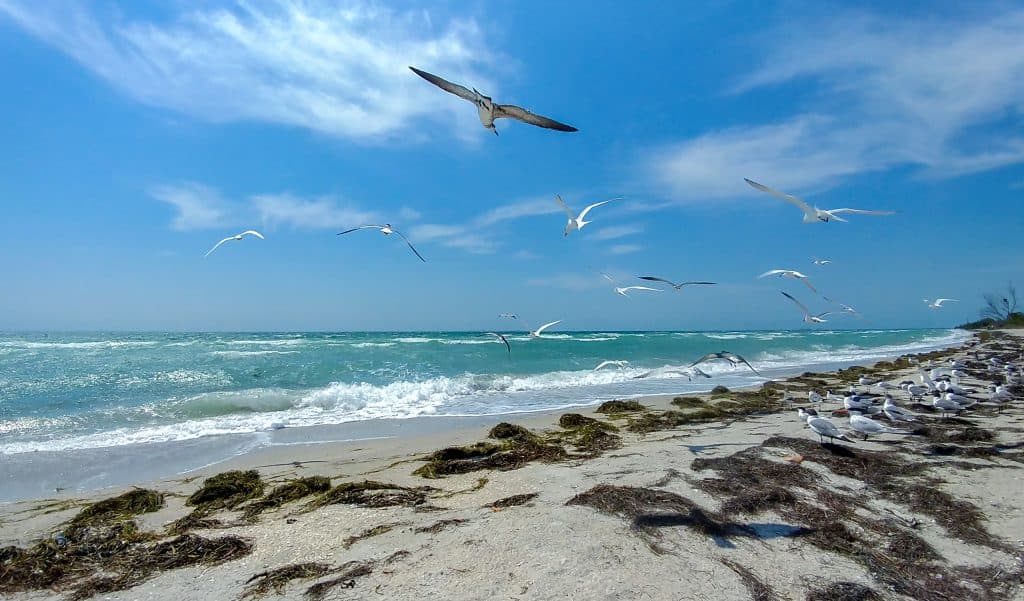 Seagulls flying over the turquoise water at Fort De Soto Beach near Tampa Florida