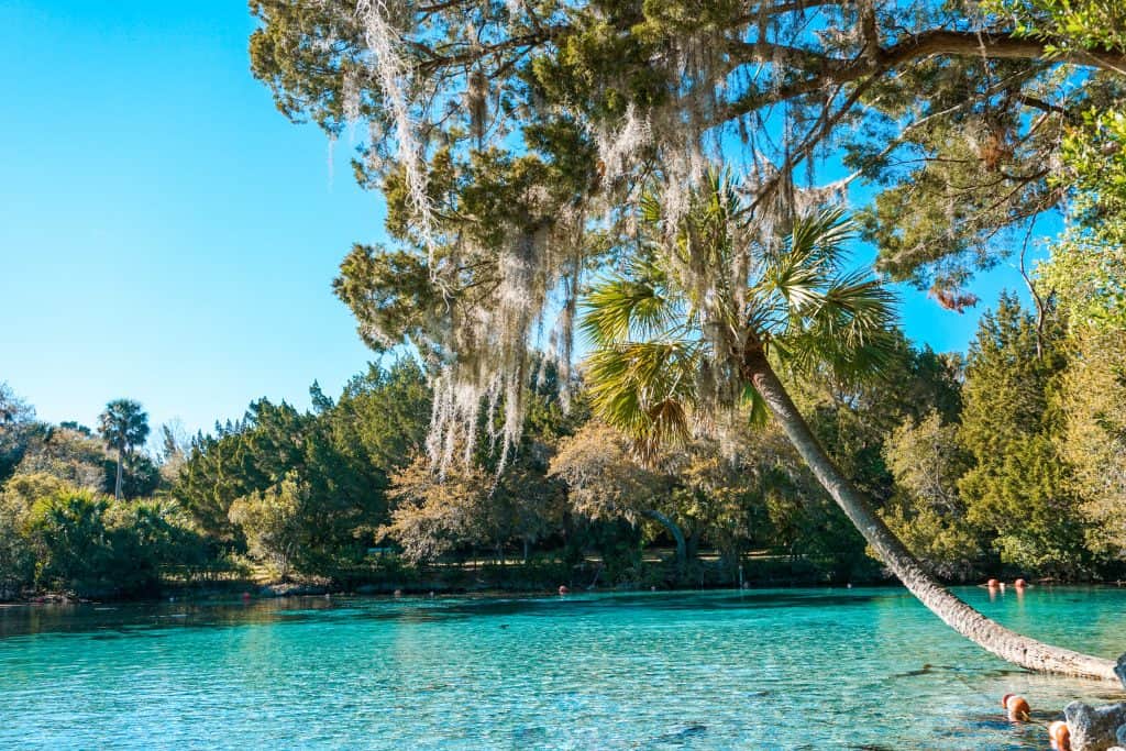 Palm and Oak trees hang over the aquamarine waters of Silver Glen Springs
