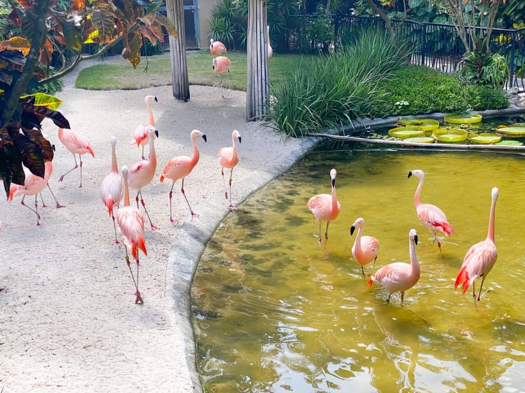 flamingos at the St. Pete Sunken Gardens in Florida