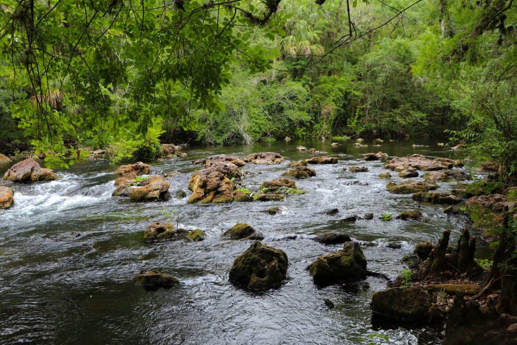 The river rapids are a perfect home for alligators at the HIllsborough River State Park.