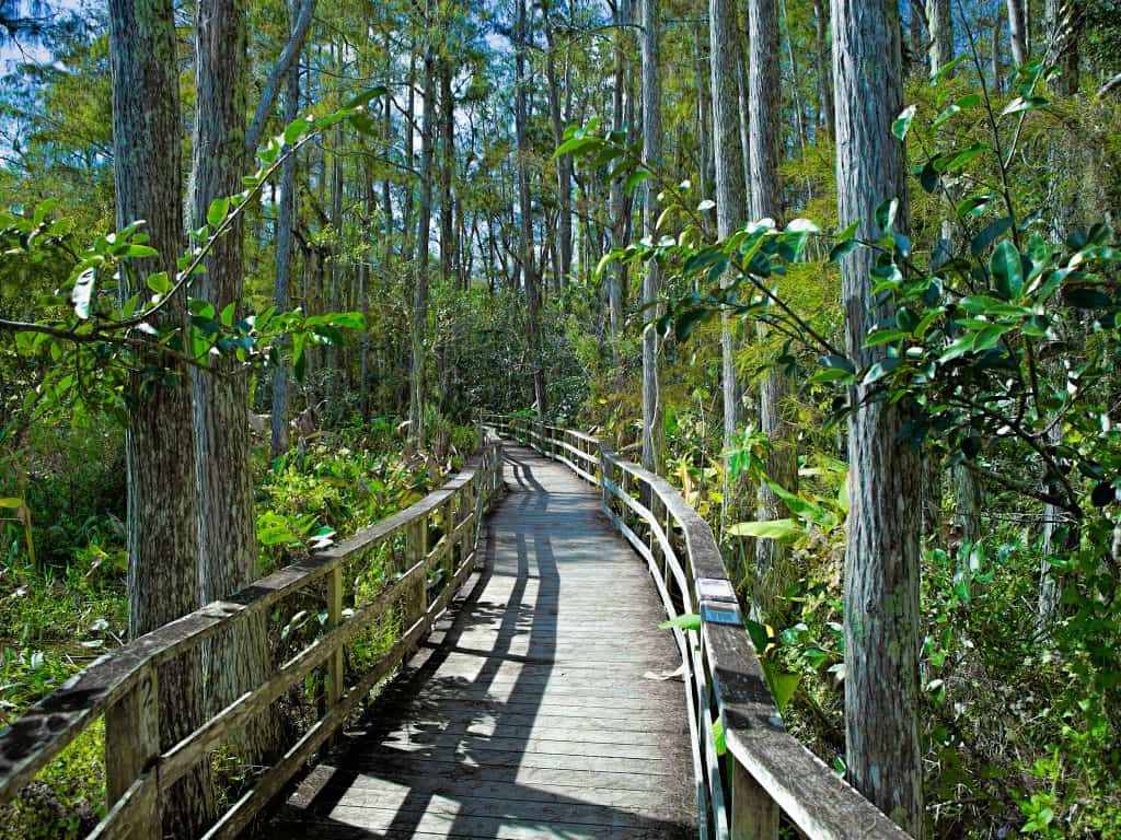 A boardwalk trail winds through the forests of the Audubon Corkscrew Sanctuary.