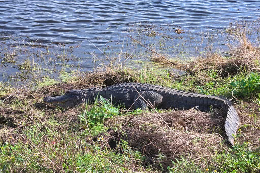An alligator lounges on the shores at the Circle B Bar reserve.