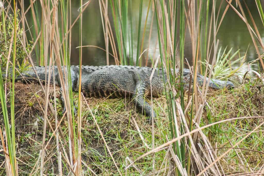 An alligator basks on the shores at the Merritt Island National Wildlife Refuge.