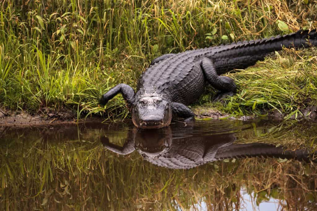 An alligator enters the waters of Myakka River State Park.
