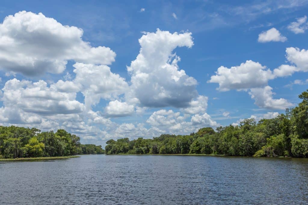 The pristine waters of the St. John's River, a perfect place to see alligators in Florida.
