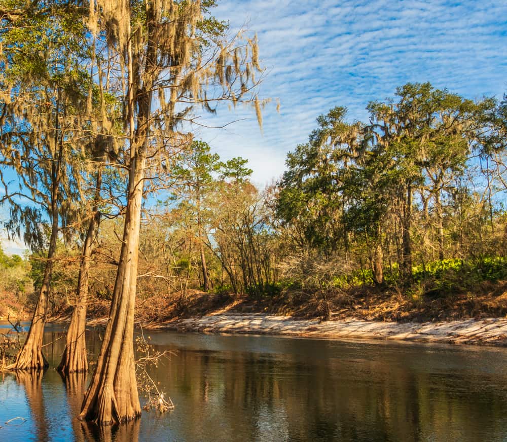 Suwannee River Jam is a music festival held on the banks of the Suwannee River in Live Oak Florida.