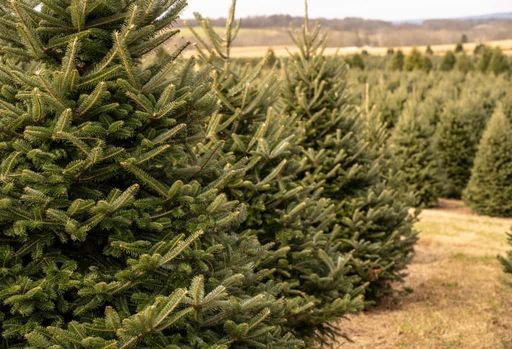 Rows of evergreens line the paths at one of the many Christmas tree farms in Florida.