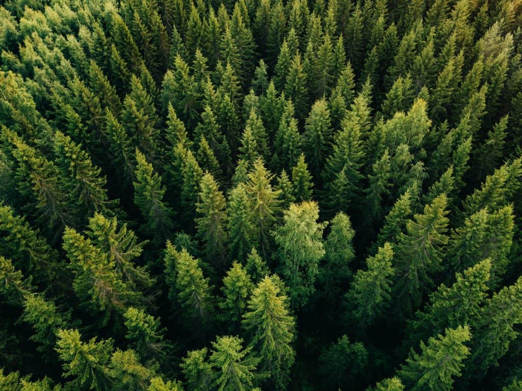 An aerial shot of an evergreen forest, filled with potential Christmas trees.