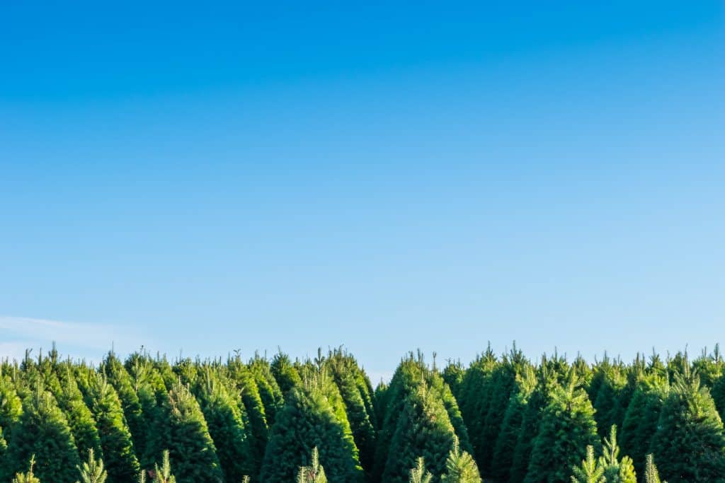 The tops of evergreen trees among a blue sky on one of the Christmas tree farms in Florida.