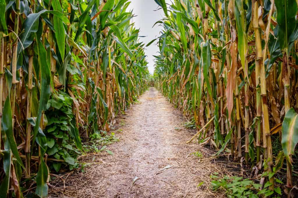 Corn stalks line the path at the Sweetfields Farm Corn Maze, a popular thing to do in fall in Florida.
