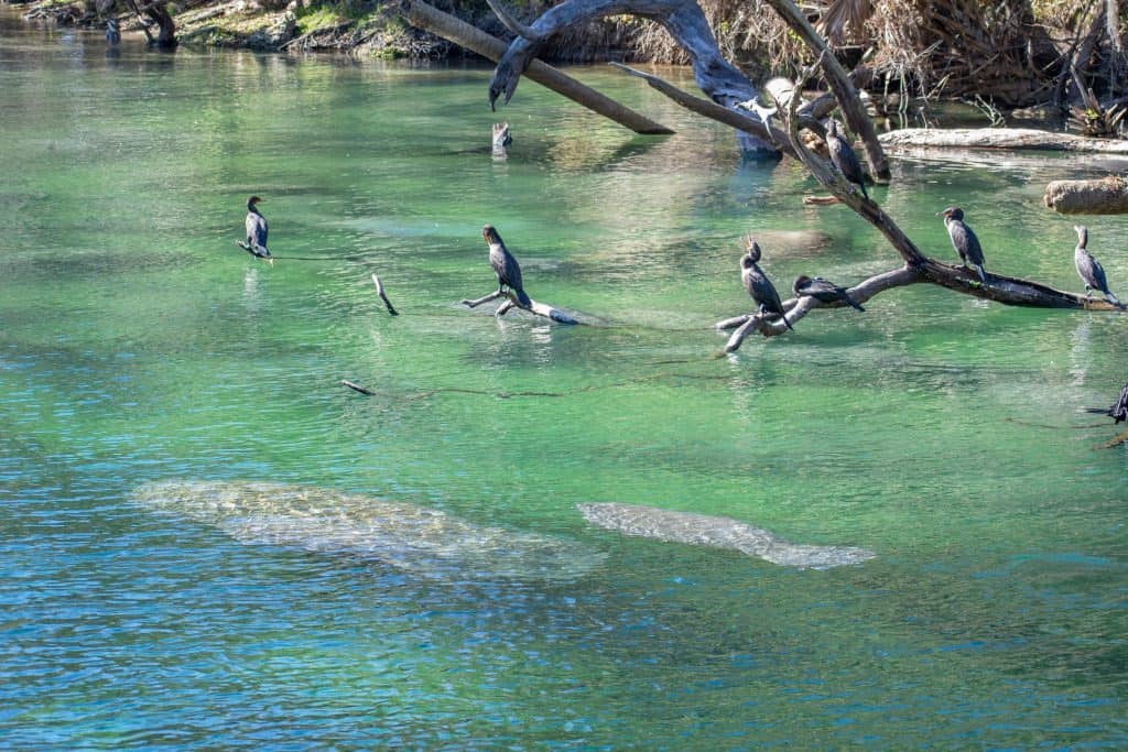 The clear waters of Blue Springs State Park allow for perfect manatee viewing in Florida!