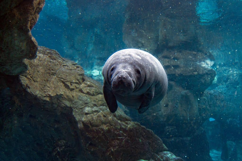 While manatee viewing in Florida, a young calf is seen swimming through a cave system.