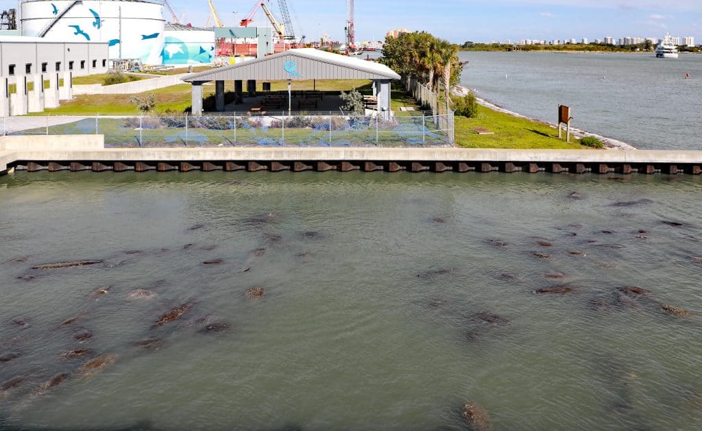 Hundreds of wild manatees in Florida congregate at the Manatee Viewing Center in Apollo Beach.