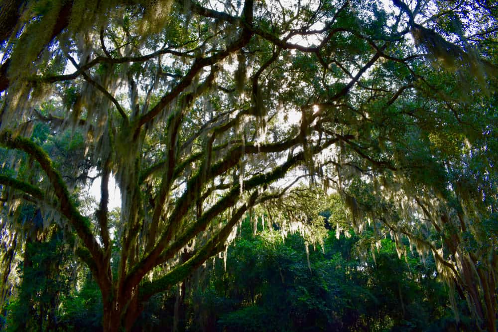 Photo of the lush spanish moss at Timucuan Ecological & Historic Preserve, one of the National Parks in Florida.