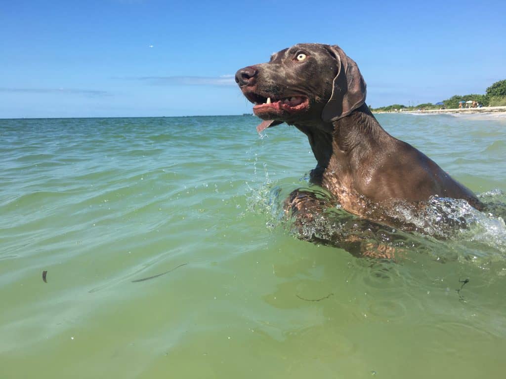 A dog swims through the waters of Honeymoon Island, one of the best pet-friendly beaches in Tampa.