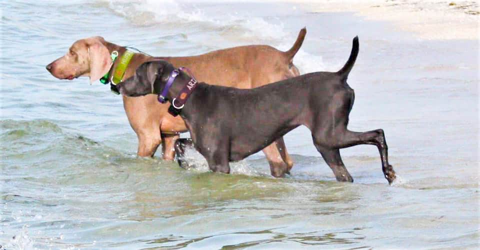 Two weimeraners wade through the water at Walton Rocks Dog Beach, one of the best Tampa dog beaches.