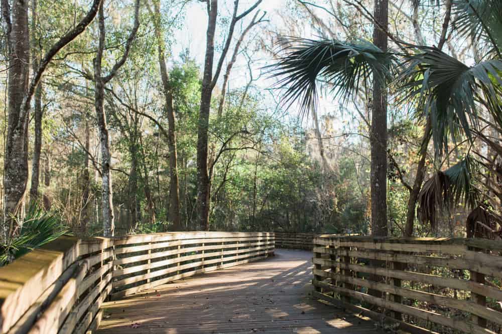 The beautiful wooden boardwalk at Loblolly woods, for outdoor things to do in Gainesville Florida. 