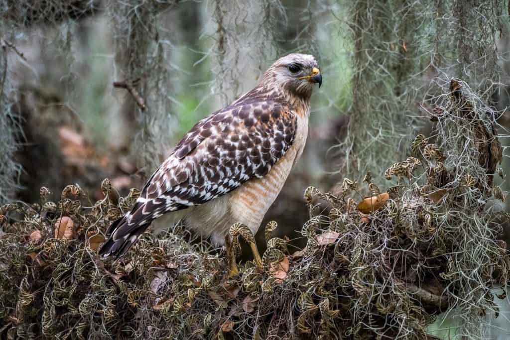 A red-shouldered Hawk rests in the Circle B Bar Reserve, one of many things to do in Lakeland.