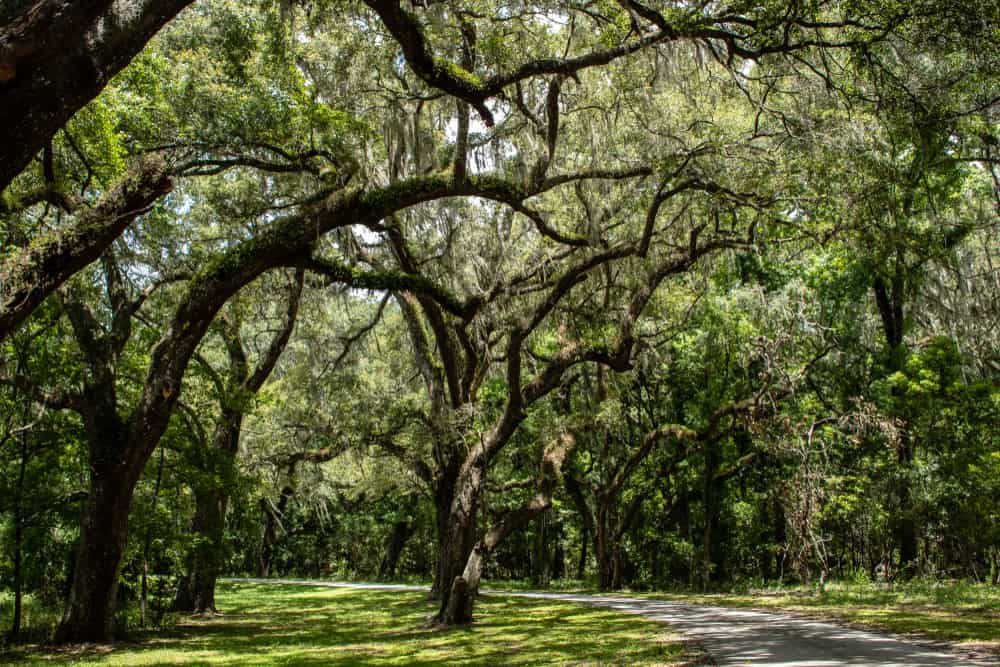 Withlacoochee State Forest in Ocala is a must-visit for any nature lover looking for things to do in Ocala the beautiful trees and hiking trails.