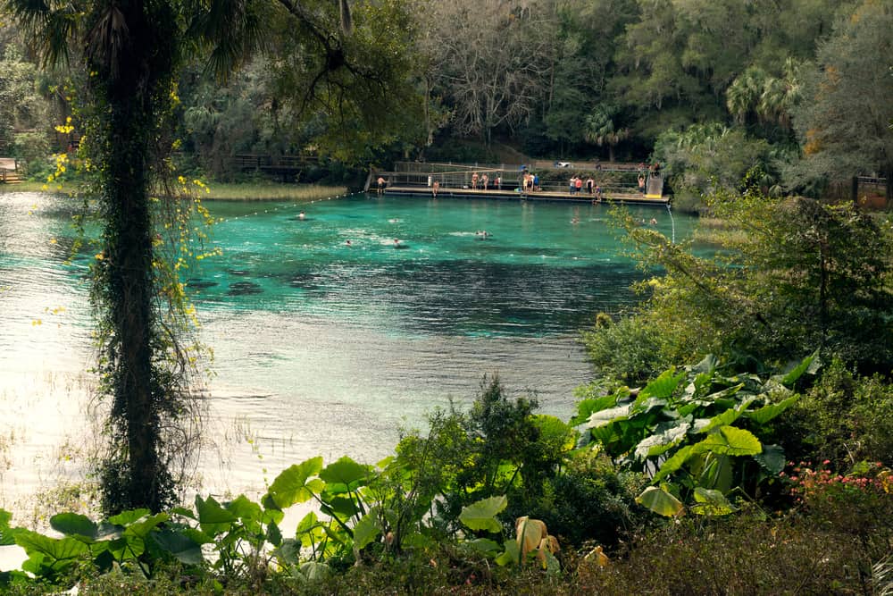 Rainbow springs one of the many springs to visit on your list of things to do in Ocala.