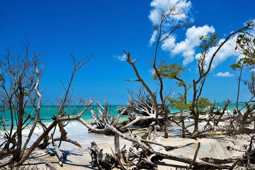 The downed trees and driftwood littering the shores of secluded Beer Can Island, one of the best things to do in Sarasota.