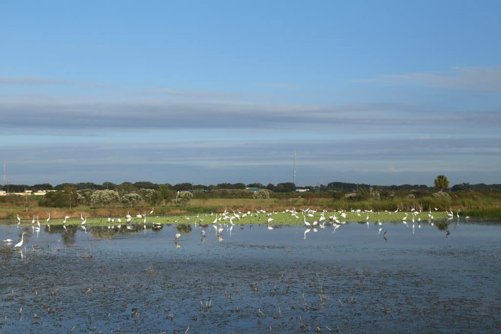 An ocean of birds litter the marshes of Celery Park, one of the most fun things to do in Sarasota.