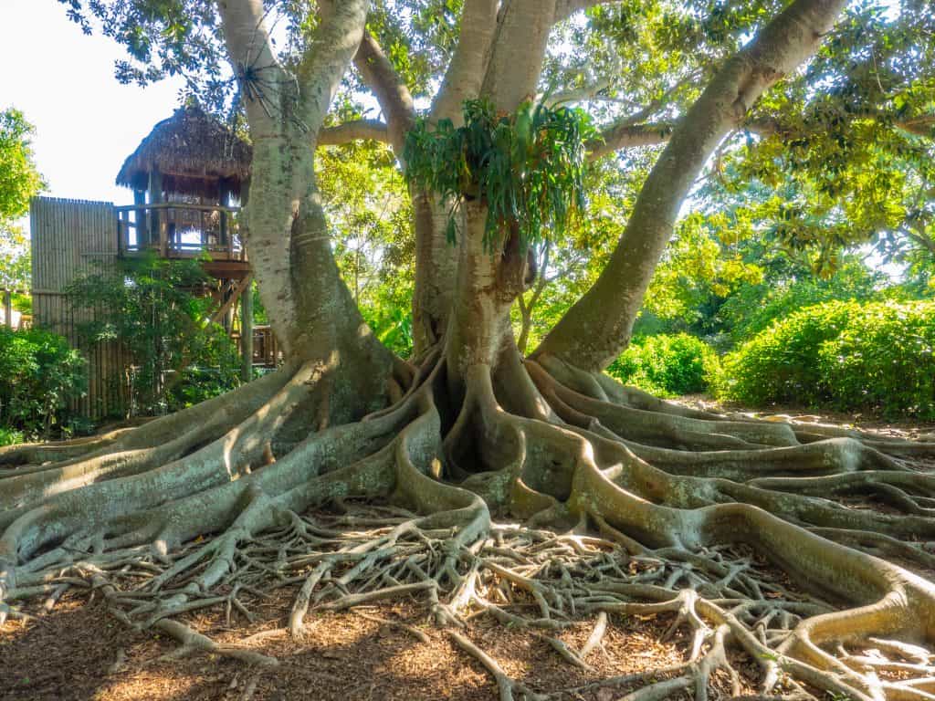 A banyan tree rests in dappled shade along the path of Marie Selby Botanical Gardens, one of many can't-miss Sarasota attractions.