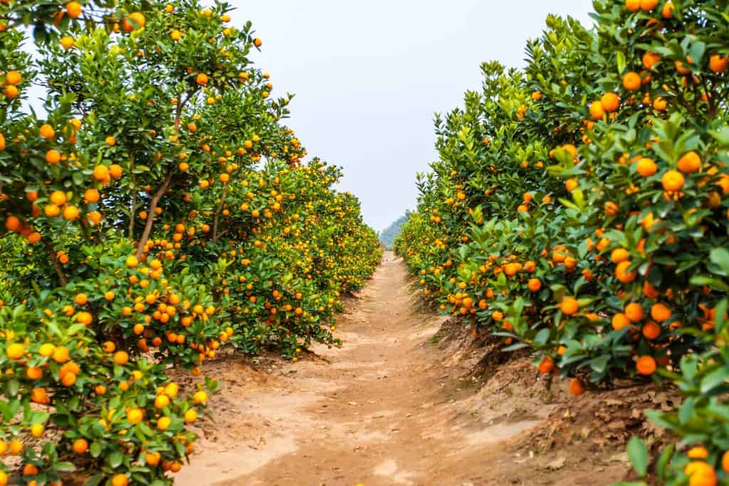 Groves in winter hold many sweet and juicy oranges, ripening during winter in Florida.