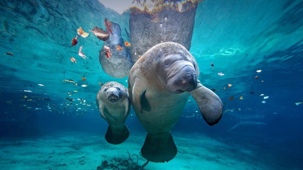 A manatee mother swims with her calf at Three Sister Springs in Crystal River, Florida.