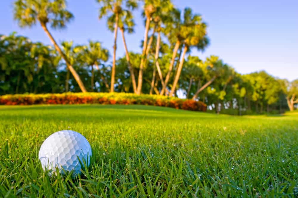 Check out some of the best golf courses in Florida, with green grass and palm trees.