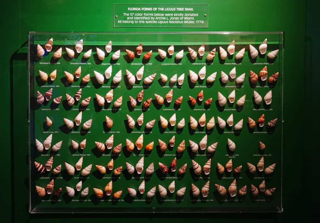 A display of tree snail shells at the Bailey-Matthews Shell Museum in Sanibel Island near Fort Myers, Florida.