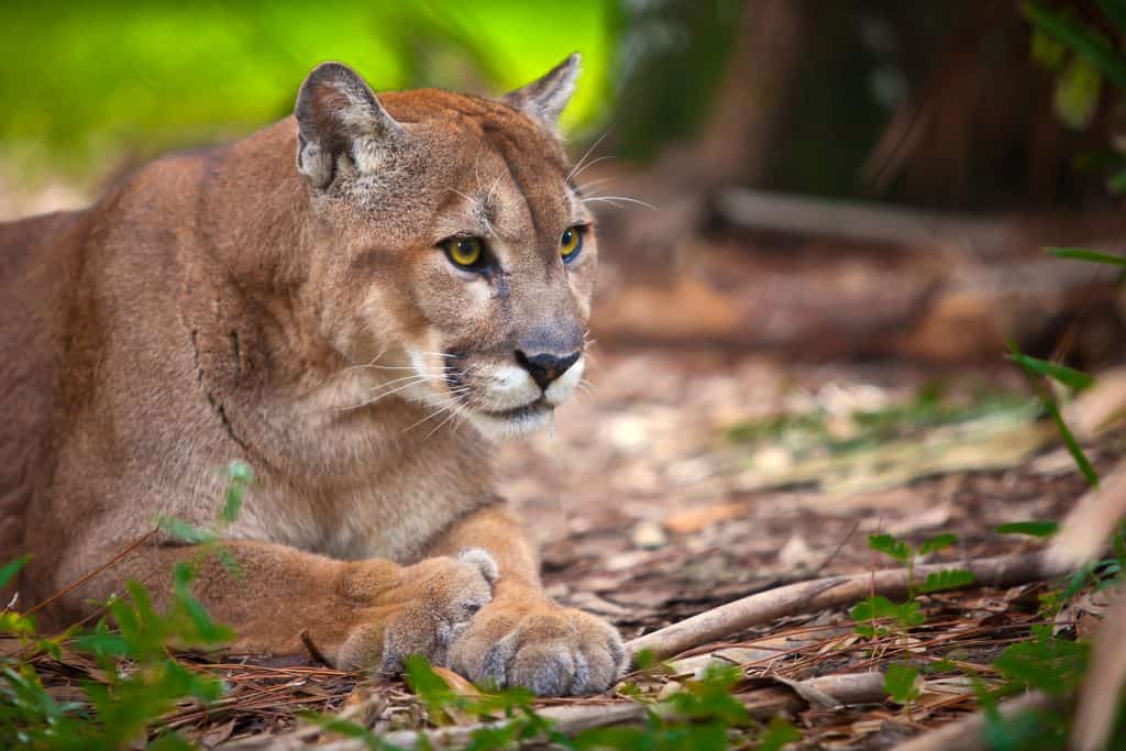 A Florida panther relaxes in the Florida Panther National Wildlife Refuge in Fort Myers, Florida.