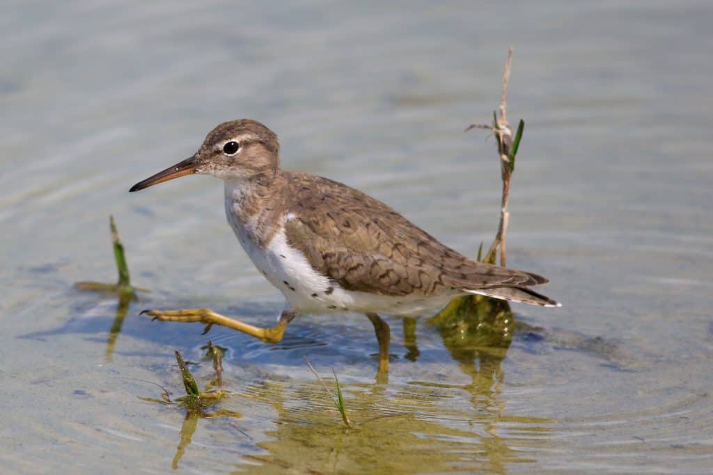 A sandpiper wades in the waters of one of the many man-made lakes at Lakes Regional Park in Fort Myers, Florida.