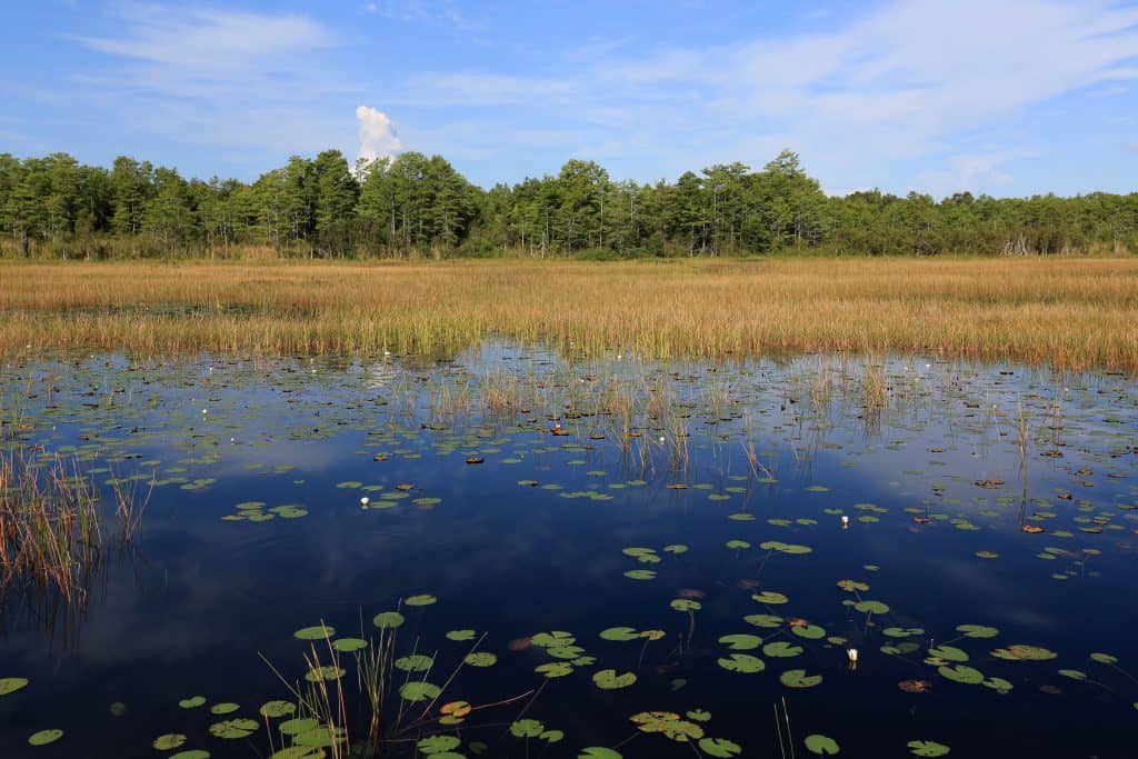 The tranquil waters of the Grassy Water Nature Preserve filled with grasses and lilypads.