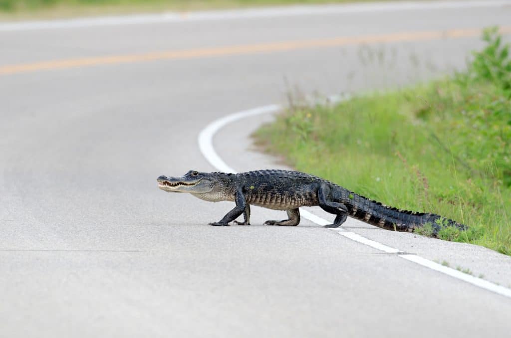 Large American alligator crossing a highway 