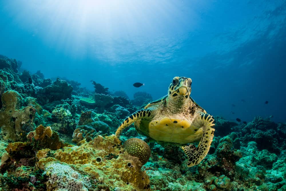 a sea turtle swimming