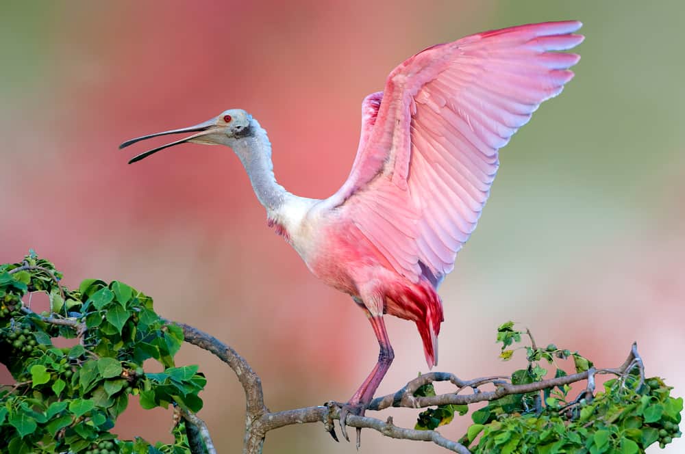 Roseate spoonbills a native animal in Florida