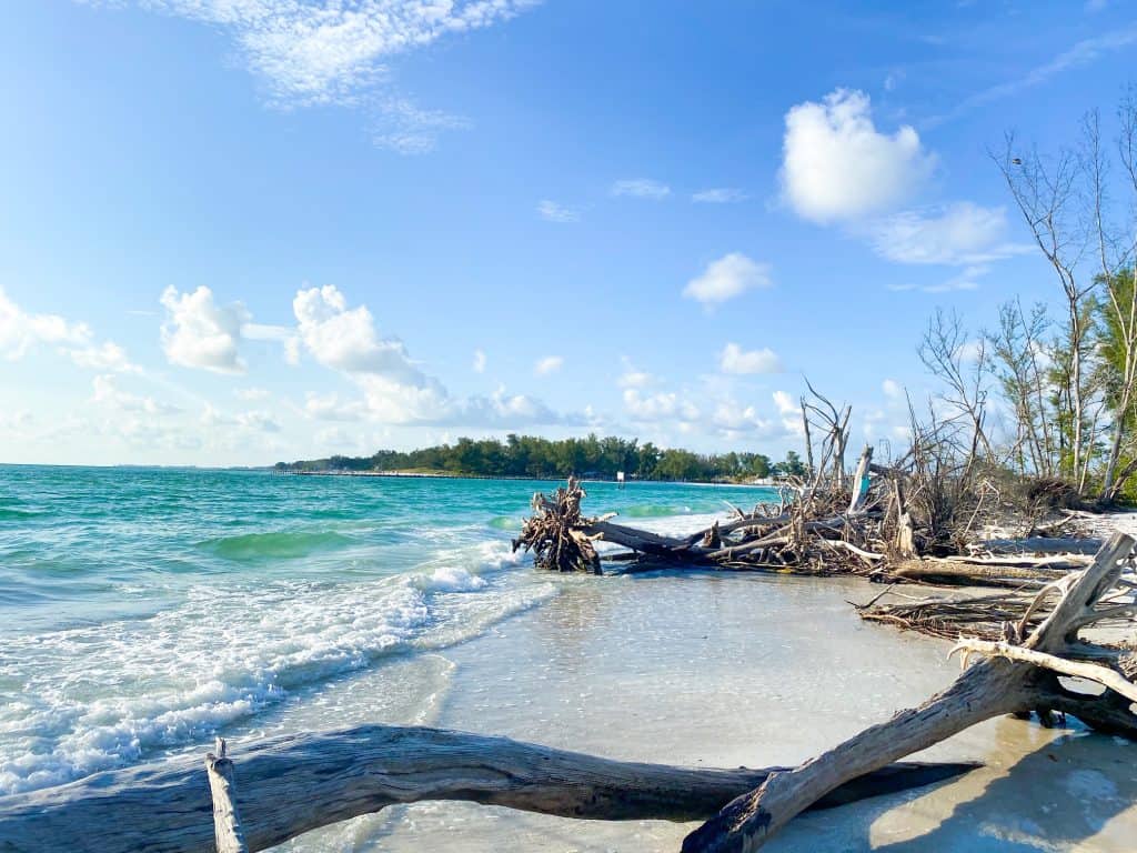 driftwood along the beach in beer can island on longboat key
