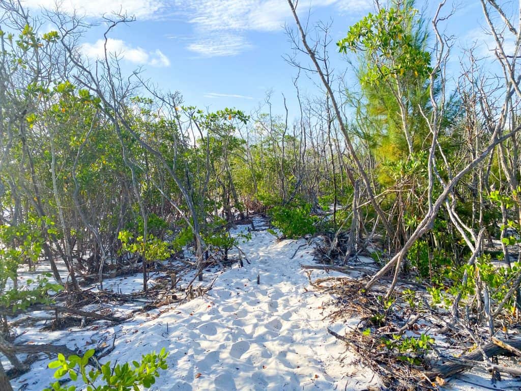 walking through mangroves in Florida