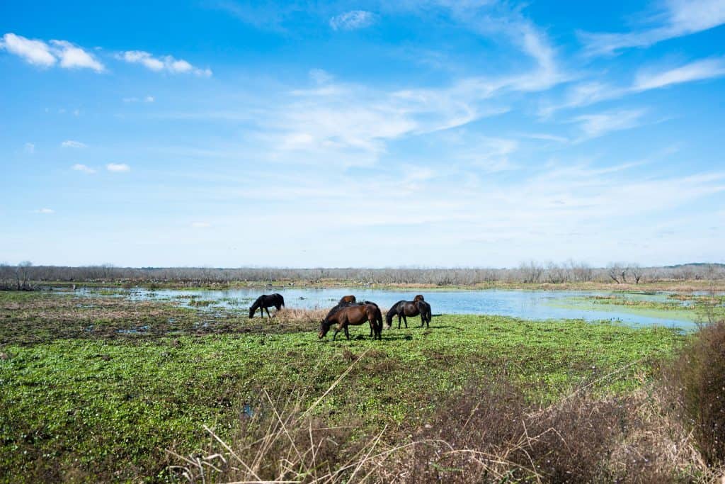 Wild horses graze on the plains of Paynes Prairie Preserve, right in view of the best campgrounds in Florida. 
