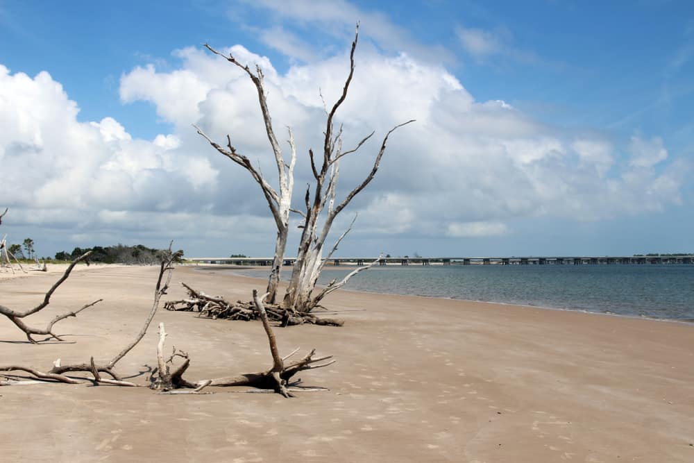 Head to Big Talbot Island in Jacksonville for a secluded beach with trails.