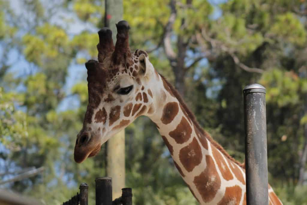 A giraffe looks for leaves from guests at Giraffe Ranch, an example of the wild things in Dade City.