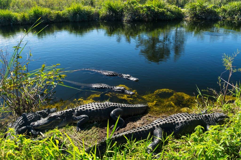 Alligators bathe in the sun on the shores in the Everglades National Park. 