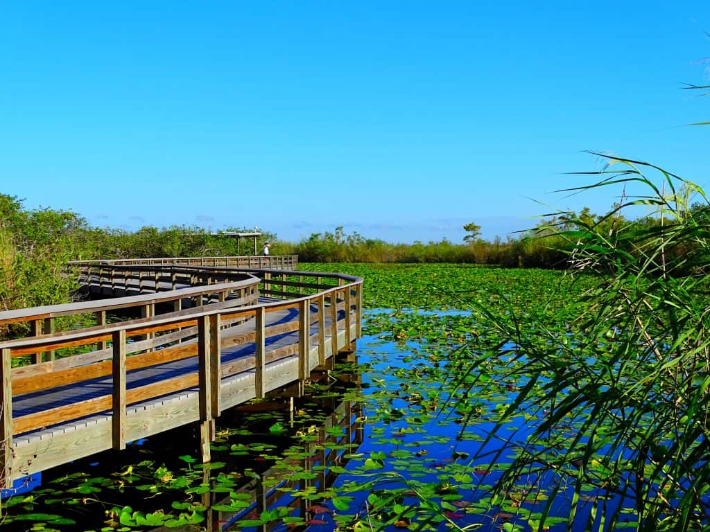 The boardwalk of the Anhinga Trail twists and winds over the marshes of the Everglades, dotted with aquatic plants. 