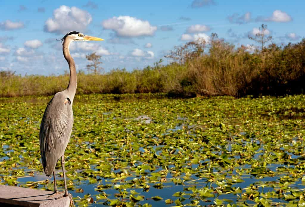 A heron perches on a stone wall at the Everglades National Park. 