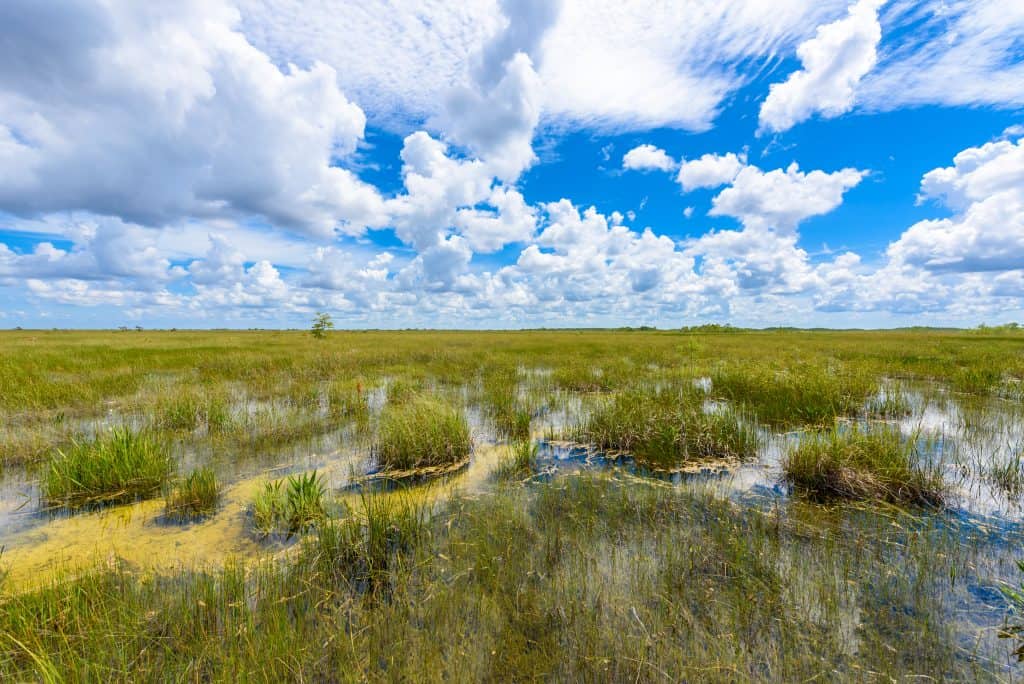 A view of the swamps from the Pa-Hay-Okee Lookout Tower, one of the best things to do in the Everglades.