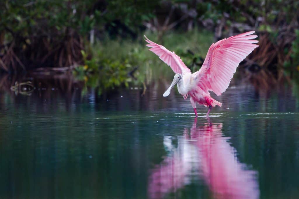 A Roseate Spoonbill glides over the waters of Everglades National Park. 