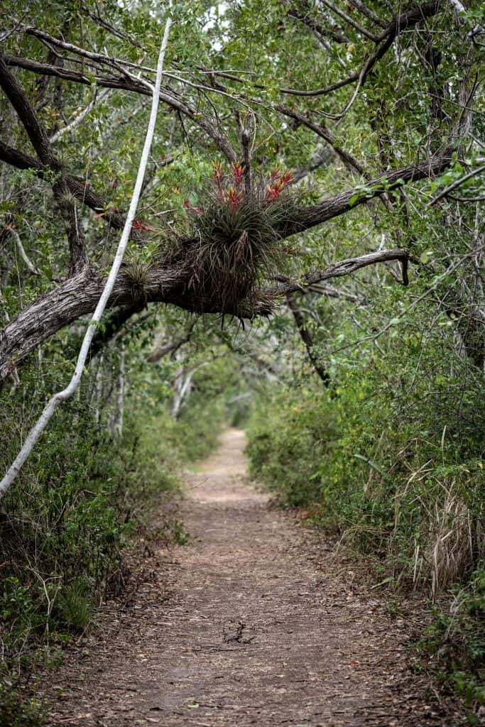 Hanging plants cling to the trees above the Snake Bight Trail leading to the Florida Bay.